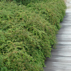 Cutleaf Stephanandra