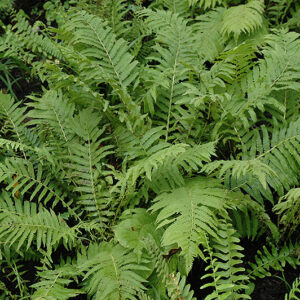 Christmas Fern