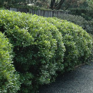 Northern Bayberry