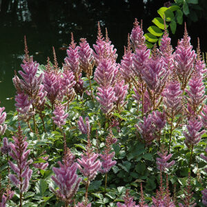 Dwarf Chinese Astilbe flowers
