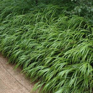 Japanese Woodland Grass