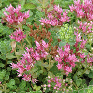 John Creech Stonecrop flowers