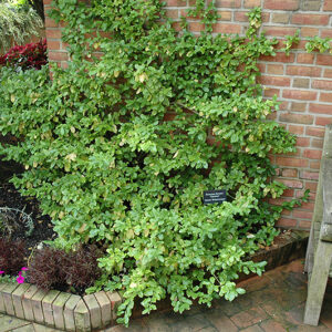 Sarcoxie Wintercreeper