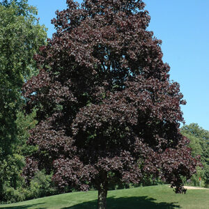 Crimson King Norway Maple