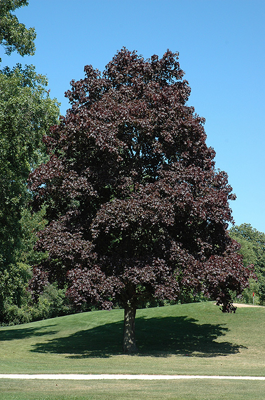 Crimson King Norway Maple