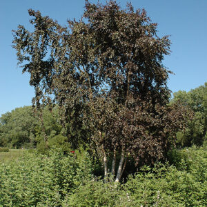 Crimson Frost Birch