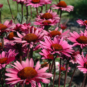 Fatal Attraction Coneflower flowers