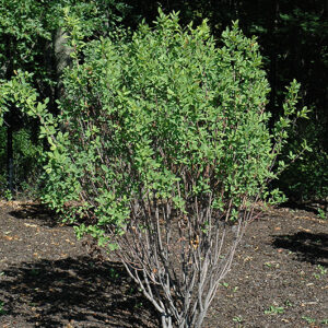 Rainbow Pillar Serviceberry