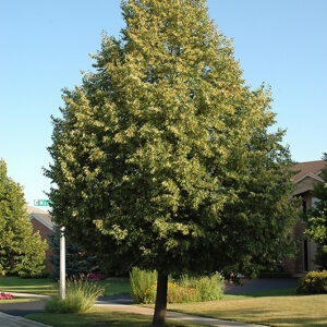 Glenleven Linden