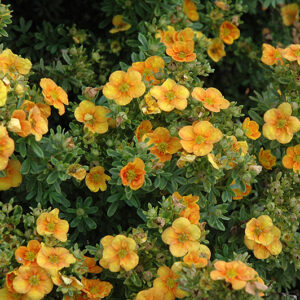 Mango Tango Potentilla flowers