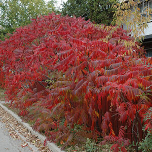 Staghorn Sumac in fall