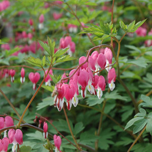 Common Bleeding Heart flowers