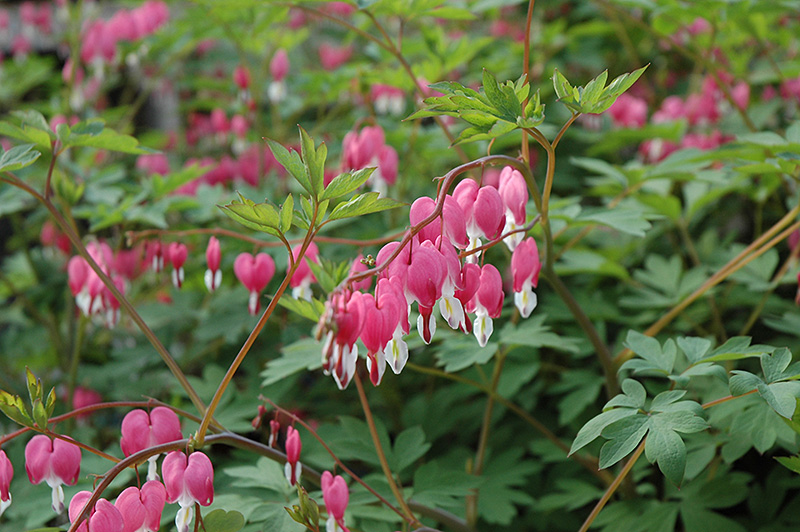Common Bleeding Heart flowers