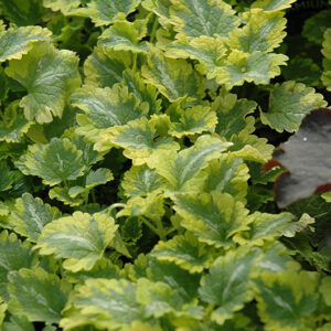 Anne Greenaway Spotted Dead Nettle foliage