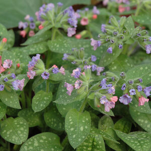 Mrs. Moon Lungwort flowers