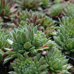 Georgette Hens And Chicks