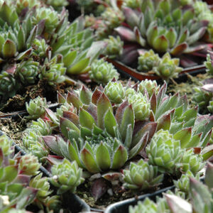 Clara Noyes Hens And Chicks
