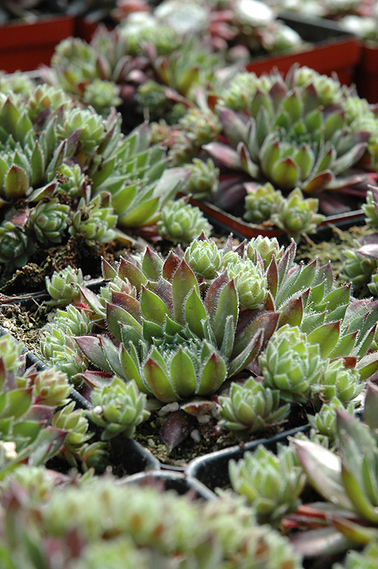 Clara Noyes Hens And Chicks