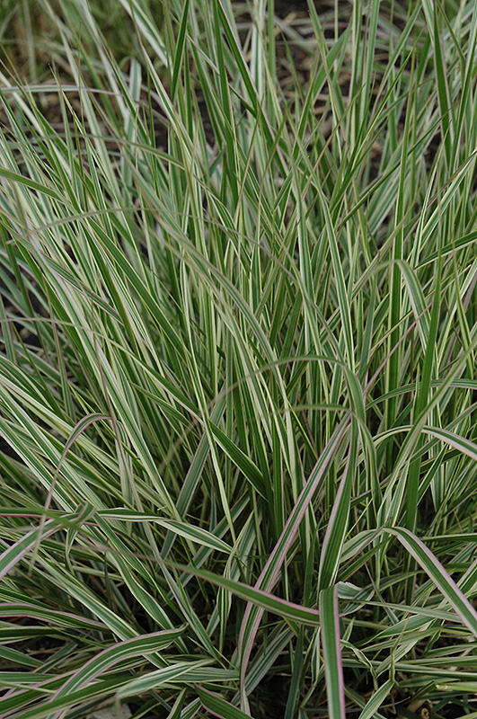 Variegated Reed Grass foliage