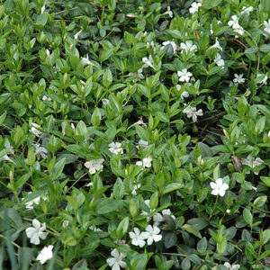White Periwinkle in bloom