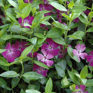 Wine Periwinkle flowers