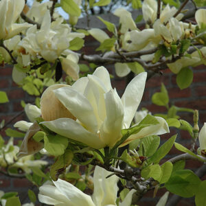 Elizabeth Magnolia flowers