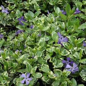 Ralph Shugert Periwinkle flowers