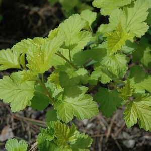 Common Ninebark foliage