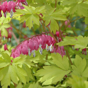 Gold Heart Bleeding Heart flowers