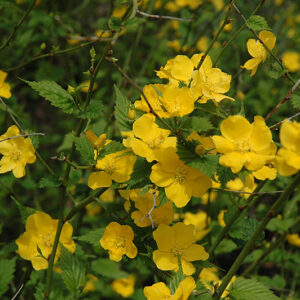 Japanese Kerria flowers