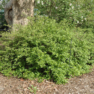 Dwarf Alpine Currant