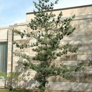 Japanese White Pine