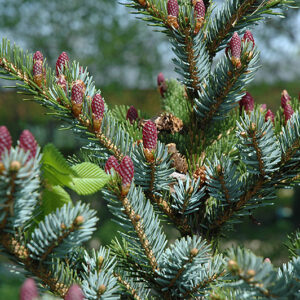 Howell's Dwarf Tigertail Spruce fruit