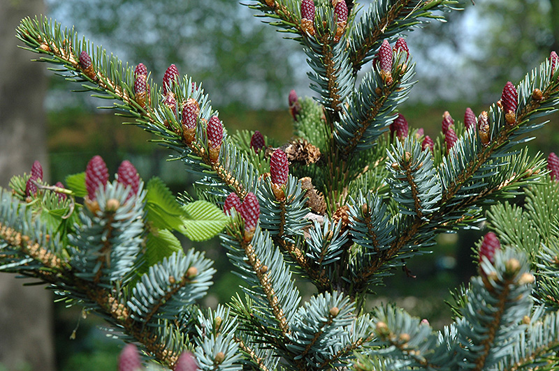 Howell's Dwarf Tigertail Spruce fruit