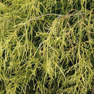 Sungold Falsecypress foliage