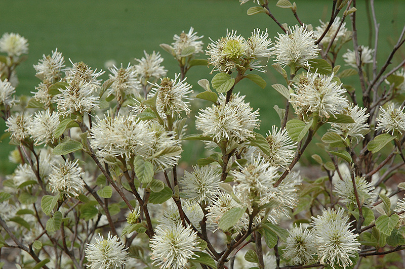 Dwarf Fothergilla flowers