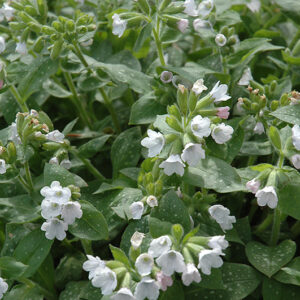 Sissinghurst White Lungwort flowers