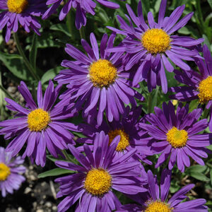 Dark Beauty Alpine Aster flowers