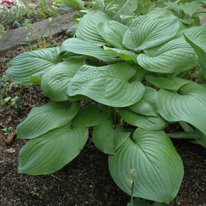 Fried Green Tomatoes Hosta