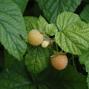 Fall Gold Raspberry fruit