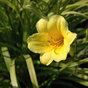 Pennysworth Daylily flowers