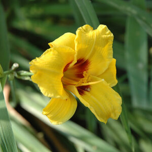 Siloam Junebug Daylily flowers
