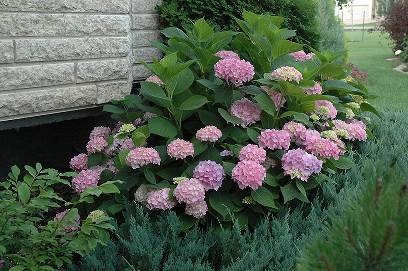 Endless Summer® The Original Hydrangea in bloom