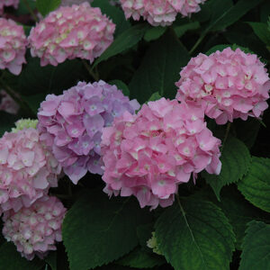 Endless Summer® The Original Hydrangea flowers