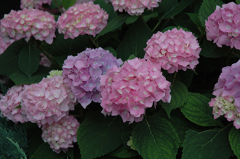 Endless Summer® The Original Hydrangea flowers
