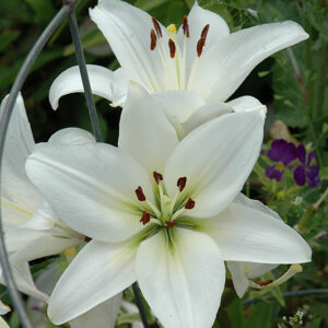 Endless Love Lily flowers