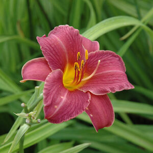 Little Wine Cup Daylily flowers