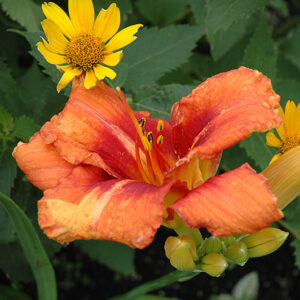 Tigger Daylily flowers
