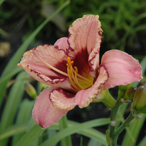 Alaqua Daylily flowers