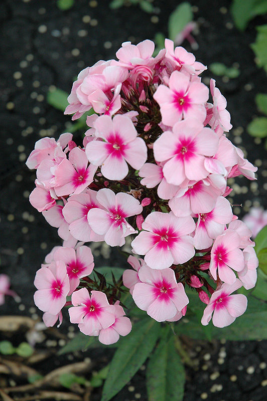 Bright Eyes Garden Phlox flowers